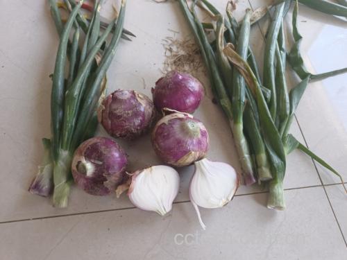 白萝卜与洋葱一起炒菜 白萝卜与洋葱一起炒菜