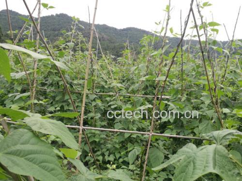 多串深绿色的干豆角整齐地悬挂在传统农舍屋檐下的麻绳上,阳光透过缝隙照射在豆角上,形成光影交错的效果,背景可见木质横梁和瓦片屋顶 长豆角成串悬挂在屋檐下晾晒