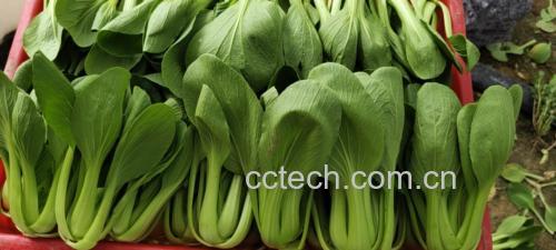 国际连锁超市生鲜区的货架上陈列着捆绑好的新鲜scallion,塑料包装标签明确标注“Scallions / Green Onions”,旁边配有英文说明:“Young, tender green onions with white stems and vibrant leaves, ideal for garnishing and light cooking.” 展示全球化背景下农产品命名与流通的真实场景 超市货架上的scallion标识商品
