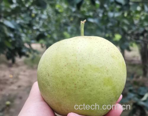 一颗完整的化心梨,果皮呈淡黄绿色,表面略有斑点,果形为典型葫芦状,切开后果肉洁白无瑕,汁水丰富,中心部位呈现轻微半透明‘化心’区域,背景为自然田园环境 化心梨果实特写