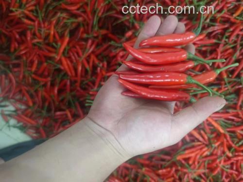 一位厨师在厨房中佩戴手套切超辣鲜辣椒,旁边摆放着其他食材 厨房中处理鲜辣椒的场景