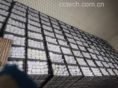 专业场景摄影:注册营养师在标准化实验室环境中,使用0.01g精度电子天平称量新鲜皇冠梨可食部分,左侧标注'></p><p>需特别提醒:皇冠梨的热量虽低,但<strong>果皮热量几乎为零(仅0.3 kcal/g),却富集70%以上的槲皮素与熊果酸</strong>。农业农村部农产品质量监督检验测试中心检测表明,带皮食用可使抗氧化物质摄入量提升2.8倍。因此,清洗干净后连皮吃,才是获取完整营养与最低热量比的最优策略。另需注意,罐头皇冠梨因添加糖浆,热量飙升至85–105 kcal/100g;冻干梨片因脱水浓缩,热量达295 kcal/100g——二者均不可与新鲜皇冠梨的热量混为一谈。</p><p>总结而言,皇冠梨不是“普通梨”,而是经过科学选育、成分明确、热量精准可控的功能性水果。其<strong>57 kcal/100g的实测热量值,配合低GI、高水分、富膳食纤维与特色植物化学物的复合优势,使其成为秋季润肺、控糖、减脂及肠道健康的理想载体</strong>。选购时认准果皮金黄均匀、果梗青绿、按压果肩微软有弹性者;储存宜冷藏(0–2℃),可保鲜21天而不损失热量与营养活性。</p> 营养师手持电子秤称量去皮皇冠梨果肉,背景为实验室食物成分分析仪器与《中国食物成分表》书籍