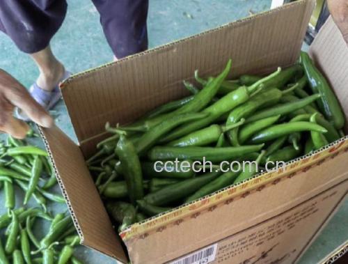 图片说明:成品装盘的小米椒炒莴笋,色泽翠绿带红,辣香扑鼻 成品装盘的小米椒炒莴笋,色泽翠绿带红,辣香扑鼻