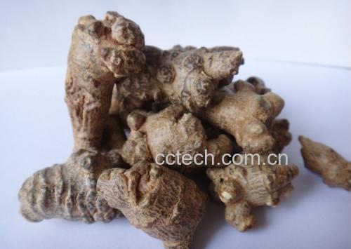 三七与西洋参实物图展示两种中药材的外观特征 三七与西洋参实物图