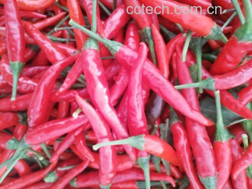 新鲜小米椒健康食用示范图:红艳小米椒圈与紫甘蓝花青素、番茄红素形成天然植物色素协同,橄榄油提供脂质助吸收,海盐未添加碘强化剂以避免氧化干扰 厨房场景:玻璃碗中盛放洗净切圈的新鲜小米椒,旁边配紫甘蓝丝、樱桃番茄对半切、初榨橄榄油与海盐,呈现低脂高抗氧化凉拌菜组合