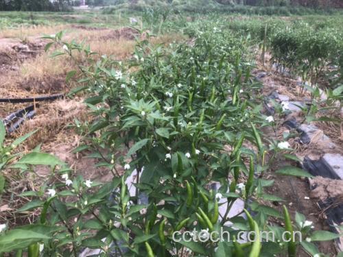 云南建水产地直采的新鲜小米椒实物图:果实长3–5cm,呈细长锥形,果皮光滑具明显蜡质反光,色泽鲜红均匀,果肩无青斑,果梗鲜绿挺括,体现72小时鲜采鲜运品质 新鲜采摘的小米椒特写:红艳饱满、表皮光洁有蜡质层、蒂部翠绿未萎蔫,散落于竹编簸箕中,背景为云南建水辣椒种植基地晨雾中的连片大棚