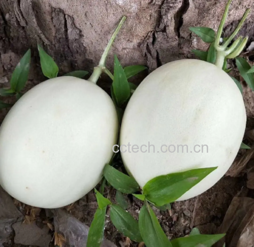 一颗新鲜的玉菇甜瓜,果皮呈淡白色,切开后果肉金黄、质地细腻 玉菇甜瓜特写