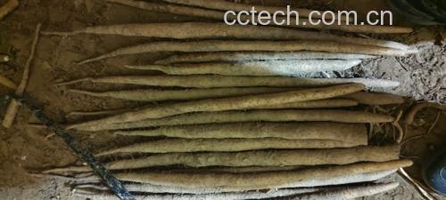 麻山药外观特写,展示其粗糙表皮和修长形态 麻山药外观特写