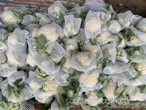 新鲜采摘的松花菜,颜色呈淡白色至浅绿色,花球松散 松花菜实物图