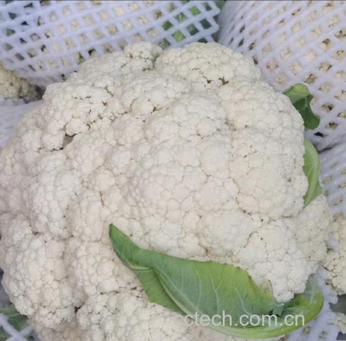 以松花菜为主料制作的低热量健康菜肴,如松花菜炒蛋、松花菜沙拉 松花菜制作的低卡料理