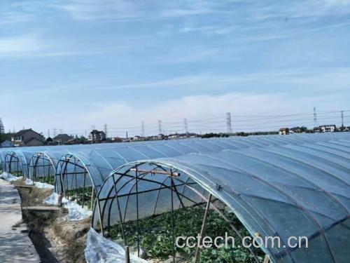 玉菇甜瓜种植田地实景图 玉菇甜瓜种植田地实景图