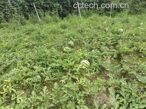 一片露天西瓜地,藤蔓匍匐生长,叶片心形绿色,数个椭圆形麒麟西瓜半掩于叶下,瓜体呈深绿浅绿相间的条纹状,地面覆盖黑色地膜,远处可见农民正在查看作物生长情况 田间种植的麒麟西瓜