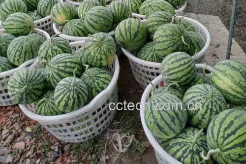 展示如何通过敲击、观察、掂重等方式挑选优质的8424西瓜 挑选8424西瓜的技巧图示