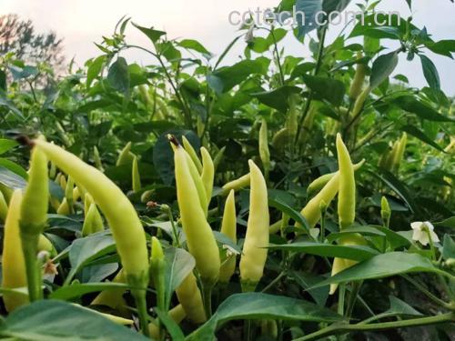白色小米椒活体植株与果实特写,展示其典型形态学特征及生态种植环境 白色小米椒植株特写:云南红河州梯田生态种植基地中挂果的白色小米椒植株,茎秆紫红,叶片深绿油亮,果实呈均匀乳白色锥形,长3.2–4.5cm,表面光滑带蜡质光泽,果柄翠绿挺直