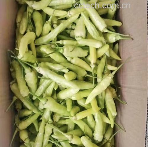 白色小米椒在家庭厨房中的科学应用实景,突出其作为健康调味蔬菜的现代料理定位 白色小米椒厨房应用实拍:砧板上切好的乳白色小米椒圈,色泽莹润半透明;旁边搭配新鲜柠檬角、山茶籽油瓶、玻璃碗中盛放凉拌虾仁与白椒丝,整体呈现清爽高营养膳食场景