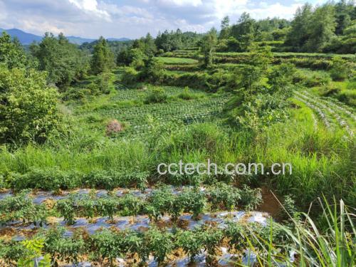 白色小米椒核心产区生态种植实景航拍,展现其地理标志产品属性与可持续生产模式 白色小米椒产地溯源图:云南红河州元阳县哈尼梯田生态种植基地航拍图,层层叠叠的梯田中可见白色小米椒试验田区块,田埂插有“绿色食品 白色小米椒”标识牌,背景为云海与原始森林