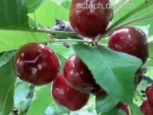 车厘子与红薯营养成分对比图表