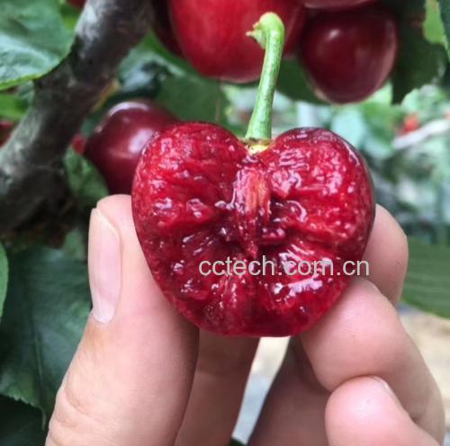 一颗颗饱满的红色车厘子特写图,背景虚化 车厘子特写