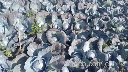 新鲜采摘的中甘甘蓝,叶片呈深紫色,质地紧实 中甘甘蓝实物图