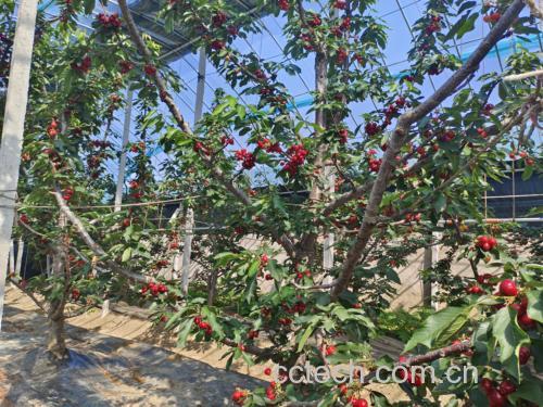 展示车厘子成熟期果园的实景,突出光照充足、管理良好的种植环境 车厘子成熟期果园实景