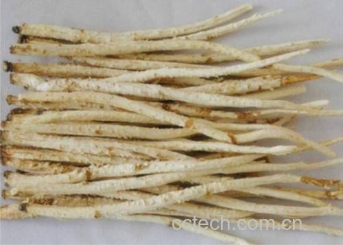 干燥的北沙参根条,呈细长圆柱形,表面淡黄白色,有纵向皱纹和细根痕,顶端带芦头,整体质地坚实,断面可见皮部浅黄白、木部淡黄的同心环状结构 北沙参干品特写