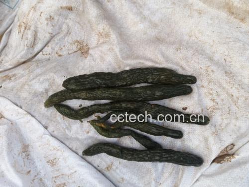 新鲜黄瓜与香菜摆放在案板上,背景干净自然,展示食材原貌 黄瓜与香菜食材图
