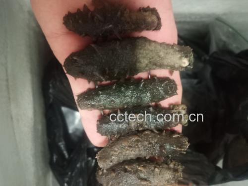 玉竹、北沙参、陈皮清洗与切割过程,展示食材准备细节 玉竹沙参陈皮食材预处理过程