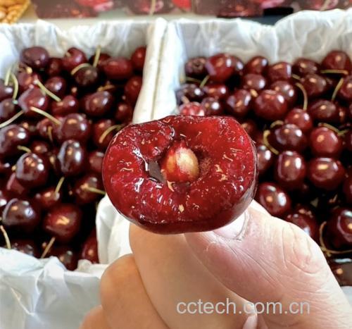 新鲜车厘子果实特写,展示其深红色果皮与光泽感 车厘子果实特写