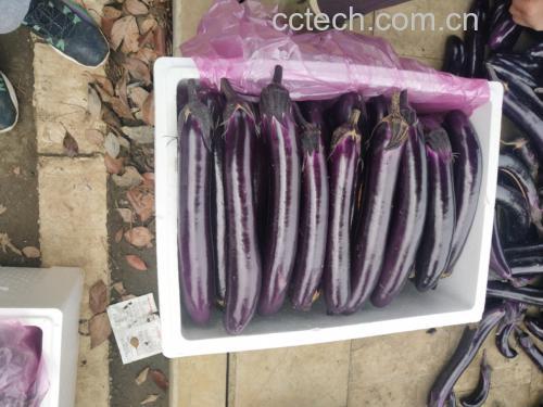 765长茄标准化图像采集场景图:三枚典型商品果(长度34–37cm)平铺于N8.0标准灰色背景板,顶部俯拍全景,左侧45度角特写果顶绿色紫晕萼片,右侧45度角特写果柄端微膨大结构,右下角固定放置GSB05-1426-2001灰色卡与ISO12233分辨率测试卡 765长茄标准化图像采集示意图:三颗果实并排置于标准灰色背景板上,顶部俯拍全果,左侧45°角拍果顶萼片,右侧45°角拍果柄端,画面右下角嵌入GSB05-1426-2001灰色卡与ISO12233分辨率测试卡