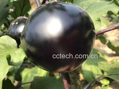 765长茄正面高清特写图:果实长度36.5cm,直径4.5cm,果皮深紫黑色具强蜡质光泽,表面绝对光滑无棱沟,萼片鲜绿微泛紫晕,底部附标准10cm白色刻度标尺 765长茄典型商品果高清特写图,展示深紫黑色光泽果皮、细长圆柱形、光滑无棱沟、绿色带紫晕萼片及标准尺寸参照标尺
