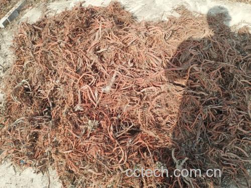 展示干燥的南沙参根茎药材,形态修长,表面呈淡黄白色 南沙参药材图