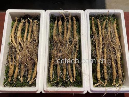 展示林下参在冰箱冷藏、真空包装、防潮盒中存放的多种保存方式 林下参保存方法示意图