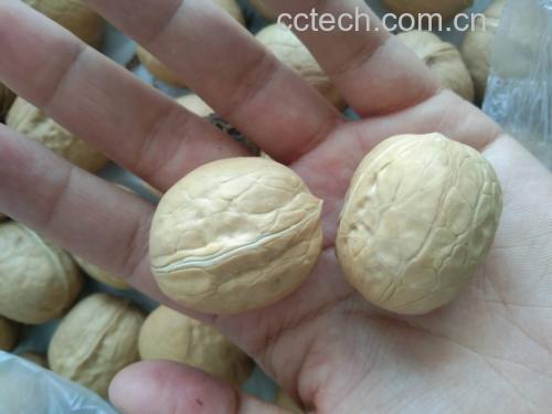 高清微距摄影:展示薄皮核桃典型解剖结构——超薄(<0.8mm)浅褐种皮、高饱满度乳白子叶、均匀分布的淡琥珀色种皮(含原花青素B2),无霉斑或氧化褐变,体现新鲜采收与低温贮藏品质 薄皮核桃横切特写:浅褐色薄脆种皮包裹饱满乳白色核桃仁,仁衣呈淡琥珀色,表面纹理清晰,无明显皱缩或褐变