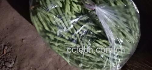左边为新鲜豆角,右边为变质豆角对比展示 豆角变质对比图