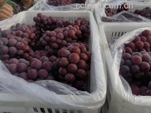 展示正在用水果专用清洗剂清洗巨峰葡萄的过程,体现食品安全意识 清洗巨峰葡萄的过程