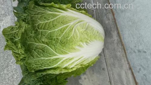 新鲜采摘的黄心白菜,叶片紧密包裹,内芯呈金黄色 黄心白菜特写