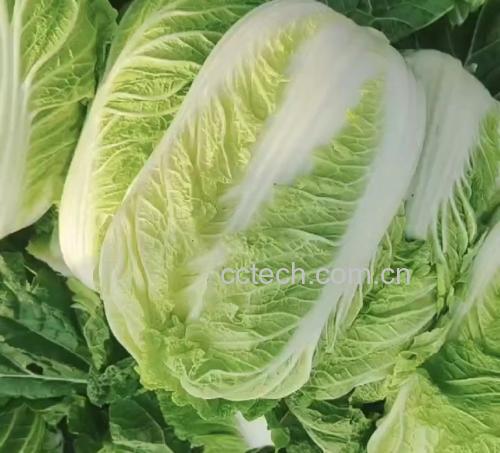 新鲜采摘的黄心白菜,叶片呈翠绿色,中心嫩黄,表面带有自然水珠 黄心白菜特写
