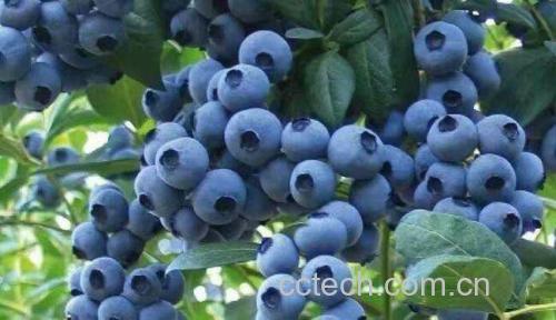 高清微距摄影:北欧拉普兰地区野生欧洲蓝莓(Vaccinium myrtillus)植株,枝条细弱,浆果呈深紫近黑,表皮覆白霜,果实直径约5–8mm,明显小于栽培蓝莓(V. corymbosum),果肉深紫红色,挤压后汁液浓稠发黑——此形态特征是鉴别真品的关键生物学标志 欧洲蓝莓(越橘)野生植株与浆果特写