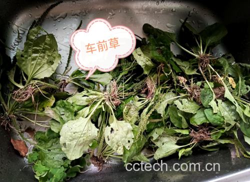 图片说明:新鲜车前草叶片与红润的宁夏枸杞果实并列摆放,展示其天然形态 车前草与枸杞实物图