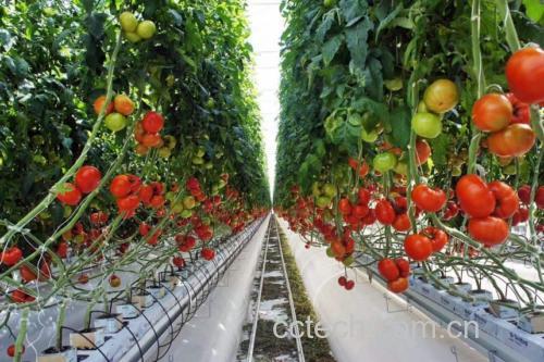 两种主流栽培番茄品类实物对比,突出不同品种籽粒大小、分布密度及新鲜度特征,体现农产品品类多样性 新鲜采摘的樱桃西红柿与大果番茄并置对比图:左侧为直径2cm左右的红亮樱桃番茄(籽粒细小密集),右侧为直径7cm的粉红大果番茄(籽粒较大呈扁椭圆),两者均带完整果蒂,表皮覆有天然蜡质层