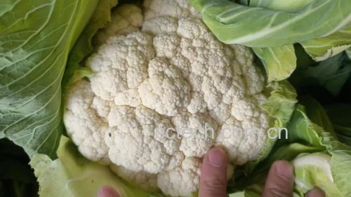 高清实拍松花菜预处理全流程:左上为带鲜嫩外叶的完整松花菜,右上为手工掰成大小均一的4–5cm花球朵,左下为淡盐水浸泡状态(可见细微气泡),右下为焯烫60秒后迅速转入冰水的动态过程,背景为吸干水分后的松花菜朵整齐铺在竹制沥水篮中 松花菜预处理四步图解:展示带露水的新鲜松花菜整颗、掰成均匀小朵浸泡于淡盐水中、沸水焯烫60秒特写、冰水激冷后沥干摆盘