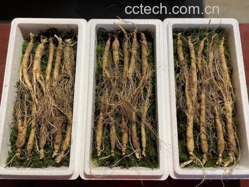 展示一根完整的新鲜林下参,带泥土,根须清晰可见 新鲜林下参实物图