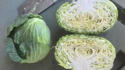 圆包菜洗净后被切成细丝 圆包菜洗净切丝的过程