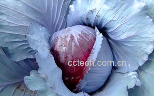 专业厨房场景实拍:大火快炒过程抓拍,展现紫甘蓝在高温下保持紫艳色泽与挺括形态,强调‘短时高温’工艺特征 厨师手持长柄锅铲在明火灶台上翻炒紫甘蓝,锅中食材呈亮紫色,腾起少量白色蒸汽,蒜末与辣椒段清晰可见,背景虚化突出动态烟火气