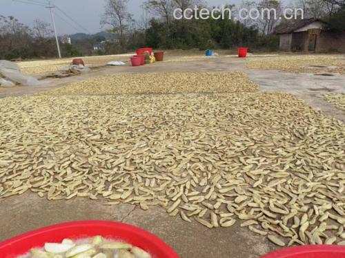 萝卜切条并进行盐腌脱水处理 萝卜切条与脱水过程
