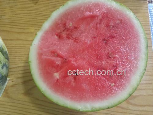 左侧为无籽西瓜切片,右侧为传统有籽西瓜,清晰对比两者籽粒差异 无籽西瓜与传统有籽西瓜对比图