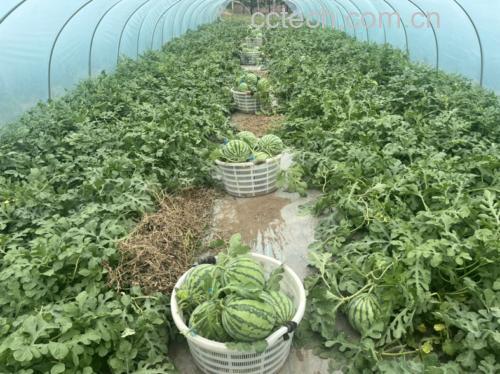 一片阳光充足的麒麟西瓜种植基地,藤蔓蔓延,叶片宽大,部分果实已接近成熟呈现深绿条纹。农民正在检查瓜果状态,手持记录本。远处可见温湿度监测设备,体现现代农业科技管理 麒麟西瓜田间生长场景