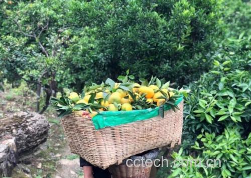 一片绿色茂密的夏橙果园,果树上挂满金黄色的果实,农民正在采摘 夏橙果园实景图