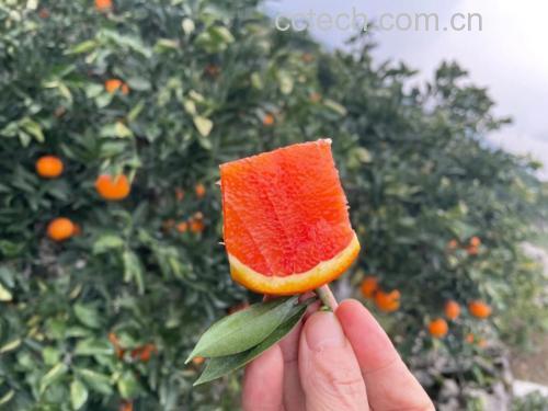 夏橙果实切开后的果肉细节,展示其饱满多汁的质感 夏橙果实特写