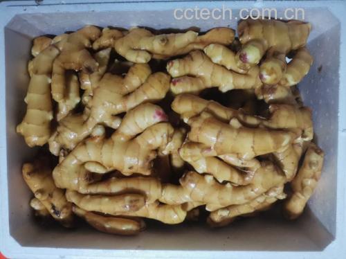 鸽子在锅中焯水,锅中漂浮着姜片和浮沫 鸽子焯水过程